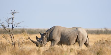 Embargo list for live animals