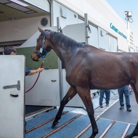 国泰—动物运送-由经专业培训并经验丰富的职员细心照料您的动物，无微不至。我们更可根据要求安排动物护理员随行