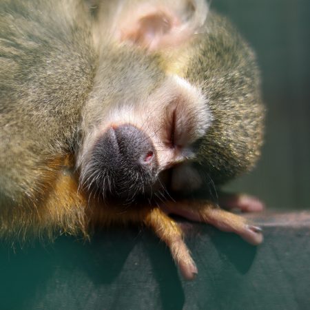 国泰—动物运送-由经专业培训并经验丰富的职员细心照料您的动物，无微不至。我们更可根据要求安排动物护理员随行