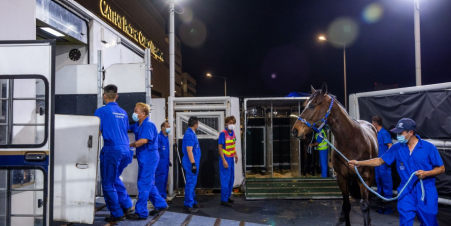 国泰货运空运良种马驹产业