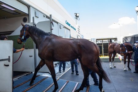 A horse being led into a transportation carriage