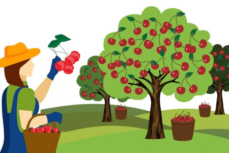 Illustration of cherries picked by hand
