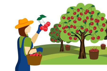 Illustration of cherries picked by hand