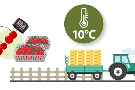 Illustration of fresh cherries being transported