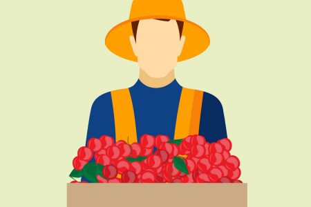 Illustration of farm worker holding cherries in box
