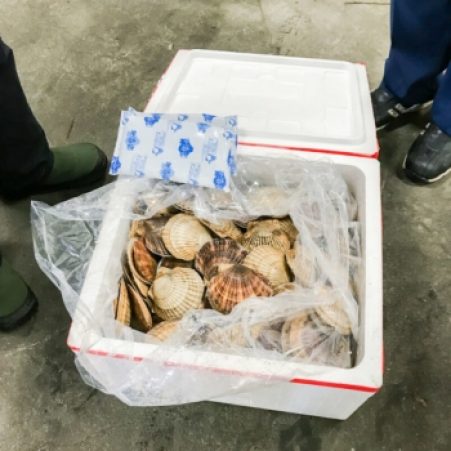 Box of Hokkaido scallops
