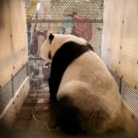 Panda inside crate