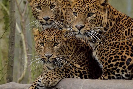 Three Sri Lankan leopards