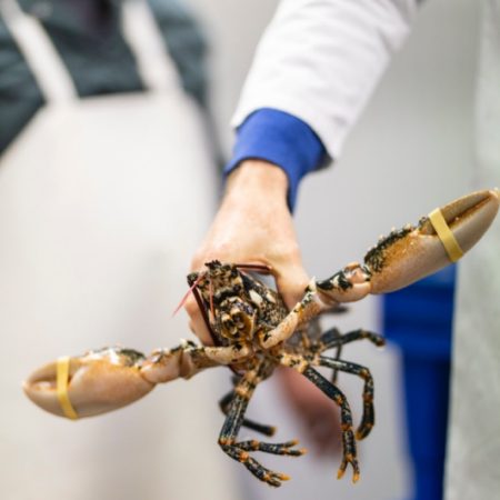 Lobster with taped claws held in hand