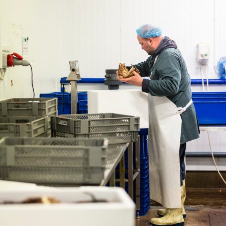 Worker placing shellfish in crate