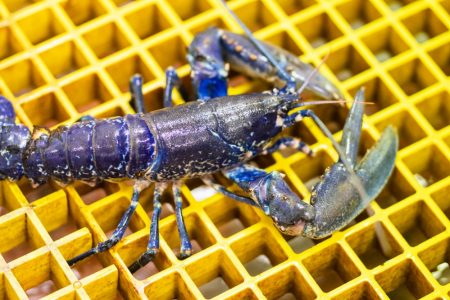 Lobster on yellow basket