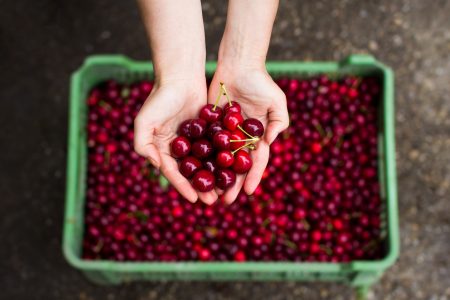 Cherries in a basket