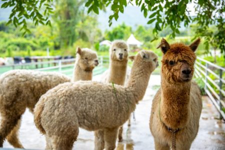 Alpacas 