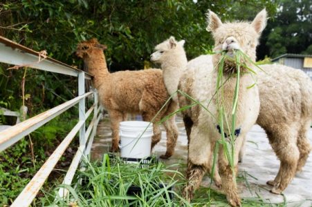 Alpacas