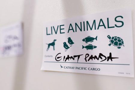 Cathay CArgo live animal sticker with 'Giant Panda' written in marker pen