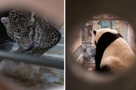 Leopard, panda inside their crates