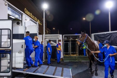 Jockey Club grooms with horse at Cathay cargo terminal
