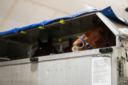 Horses inside ULD