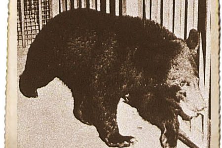1970s printed photo of Bertha the bear