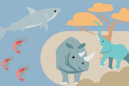 Graphic showing prawns, shark, rhino and elephant