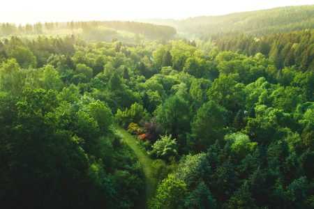 Panoramic view of verdant forest
