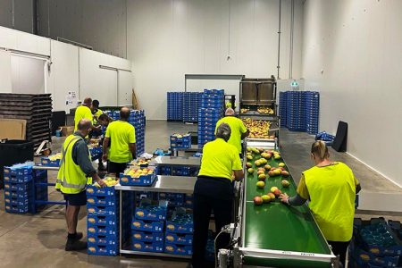 Mangoes placed on conveyor belt by workers in processing facility
