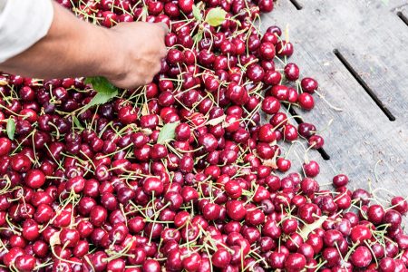 Freshly harvested Pacific Northwest cherries 