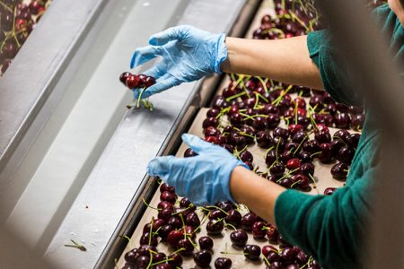 Worker with gloved hands sorting cherries on conveyor belt
