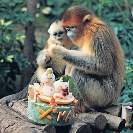 Ocean Park has been able to breed Sichuan golden-snub nosed monkeys at its animal park