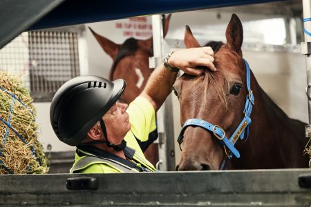 賽馬車馬匹已習慣與人類接觸,所以大多十分乖巧
