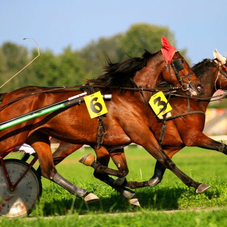 Some horses pulling sulkies compete in a harness horse race
