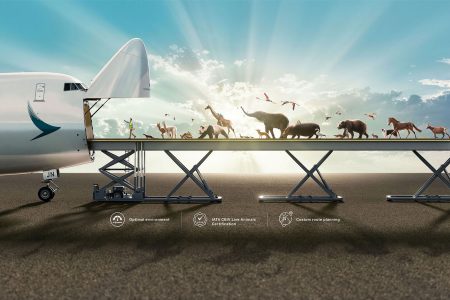 Animals of various types are led through the open nose of a Cathay Cargo Boeing 747 freighter along an elevated loading device