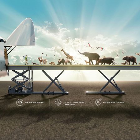 Animals of various types are led through the open nose of a Cathay Cargo Boeing 747 freighter along an elevated loading device