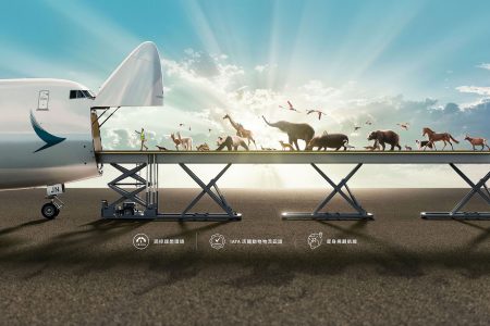 Animals of various types are led through the open nose of a Cathay Cargo Boeing 747 freighter along an elevated loading device