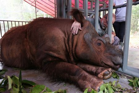 照顧員Paul Reinhart在Harry離開印尼前跟牠道別