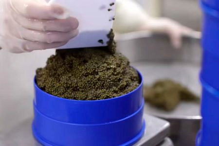 雅安魚子醬於處理後立即進行裝罐工序