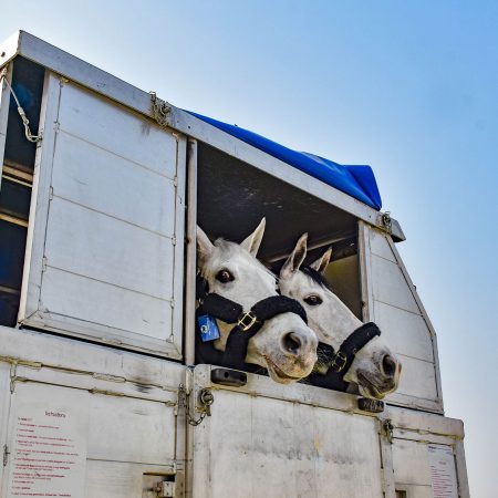 兩匹駿馬由國泰貨運航班從列日運送香港,抵步後從運輸馬廄探頭外望。